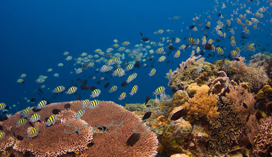 Tour Manado Bunaken 3 Hari 2 Malam PAKET TERPERCAYA