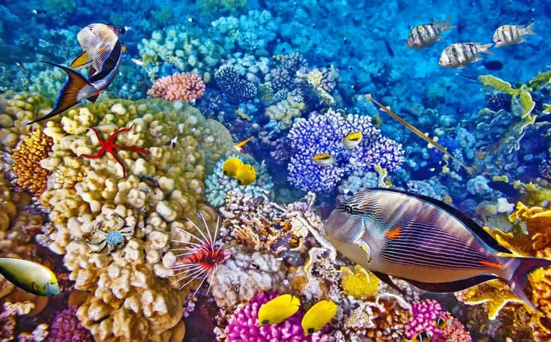 Bunaken Tour One Day Manado